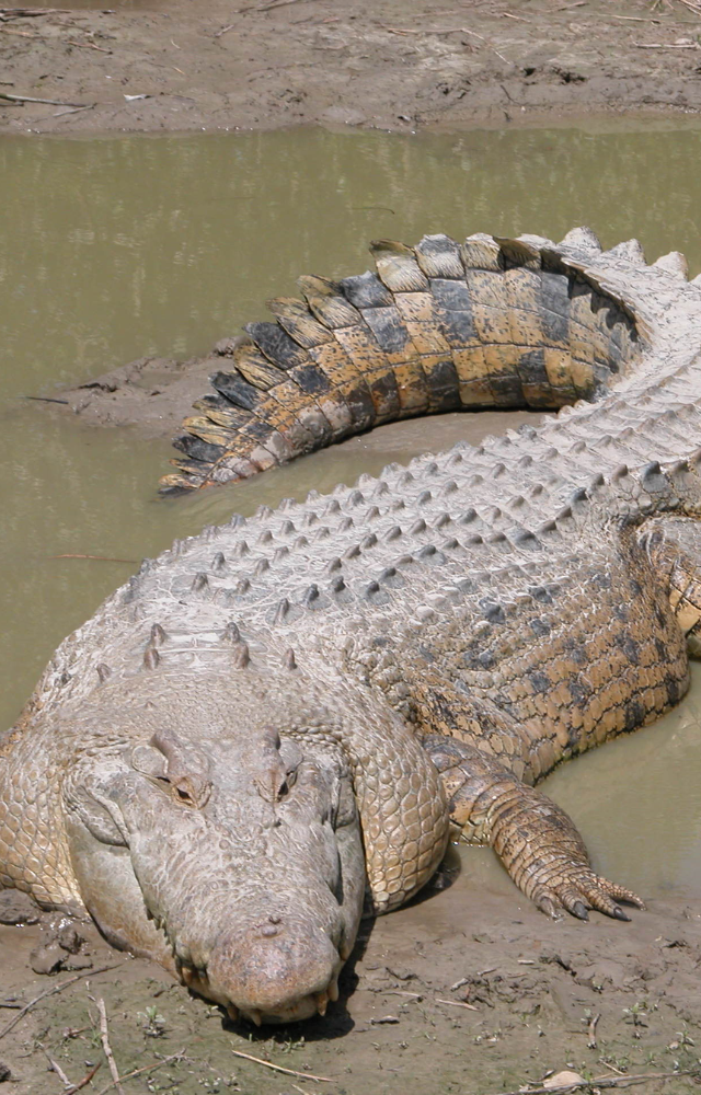 The largest and most aggressive species—territorial and powerful swimmers—are                             found from India to Australia.