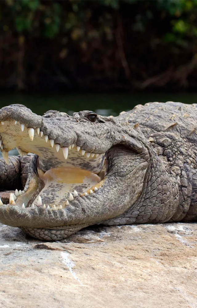 Native to India, this species can be aggressive in populated areas near rivers and lakes.