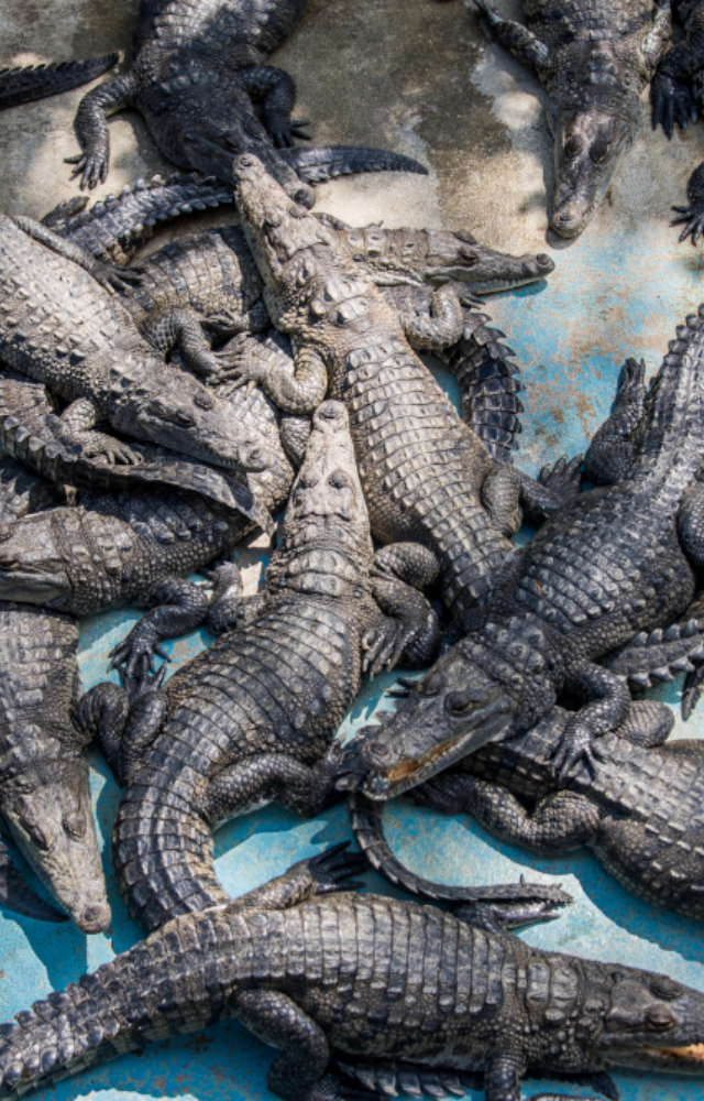Deadliest Crocodilians to Know