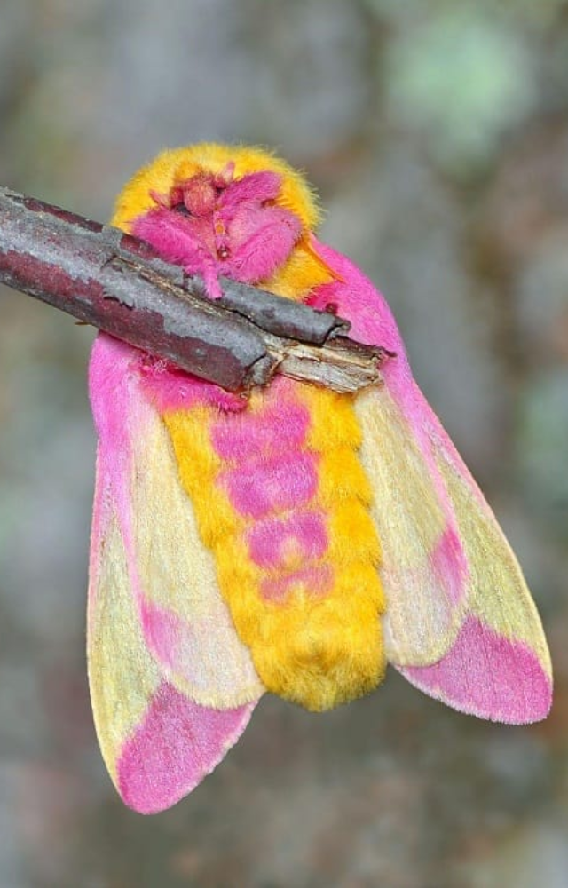 This moth’s soft pink and yellow hues look like cotton candy in flight. A true pastel wonder of North America.