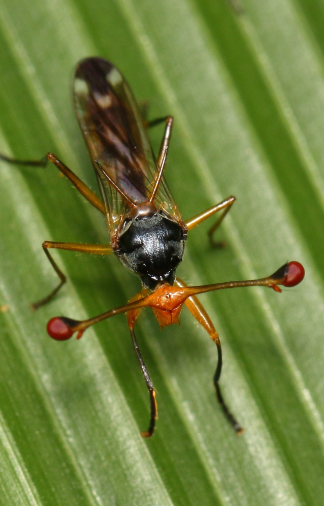 With their eyes perched on long stalks, they’re as bizarre as they are bold. A master of eccentric looks in the insect world.