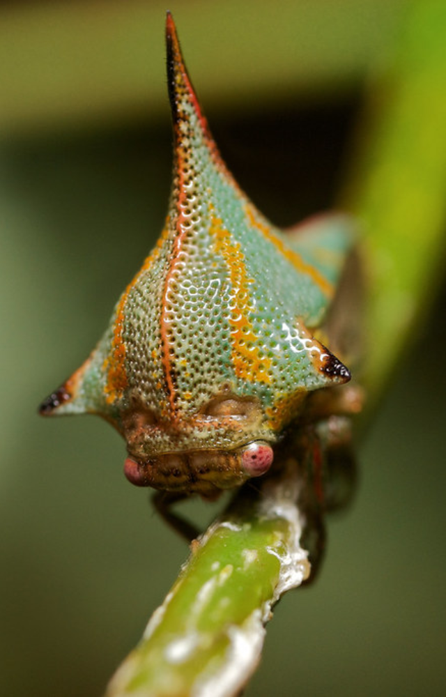 Camouflaged like a plant thorn, this bug flaunts quirky colors and spiky style. Blends in yet stands out.