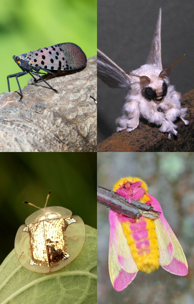Nature`s Most Colorful Insects