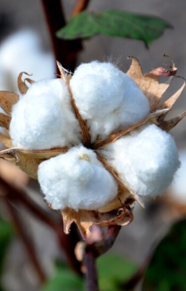 Discover cotton’s rich history, from its ancient roots to its modern-day significance in textiles.
