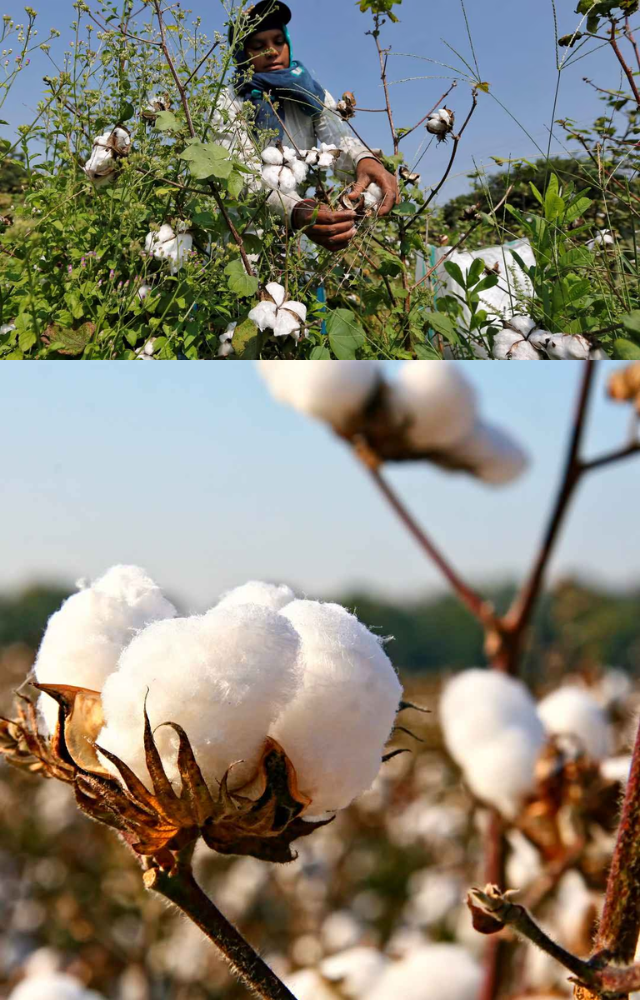 Follow cotton’s journey from field to fabric, highlighting the hard work of farmers and ethical sourcing.