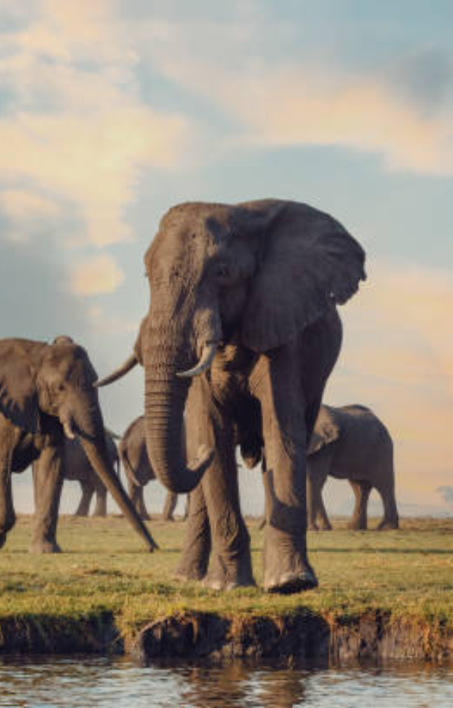 With over 130,000 elephants, it leads the world in population. The Okavango Delta is their paradise.

