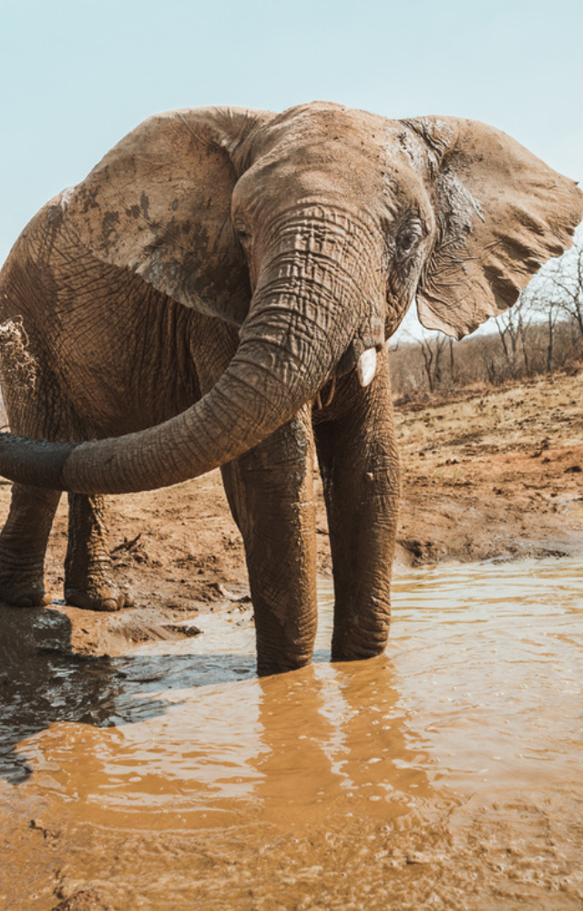 Home to huge herds in Hwange National Park and beyond. Elephants freely roam vast protected lands.
