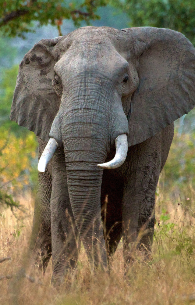 The Serengeti and Ruaha house thousands of African elephants. Safari meets spectacular scenery.
