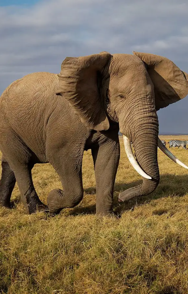 Countries Where Elephants Roam Freely