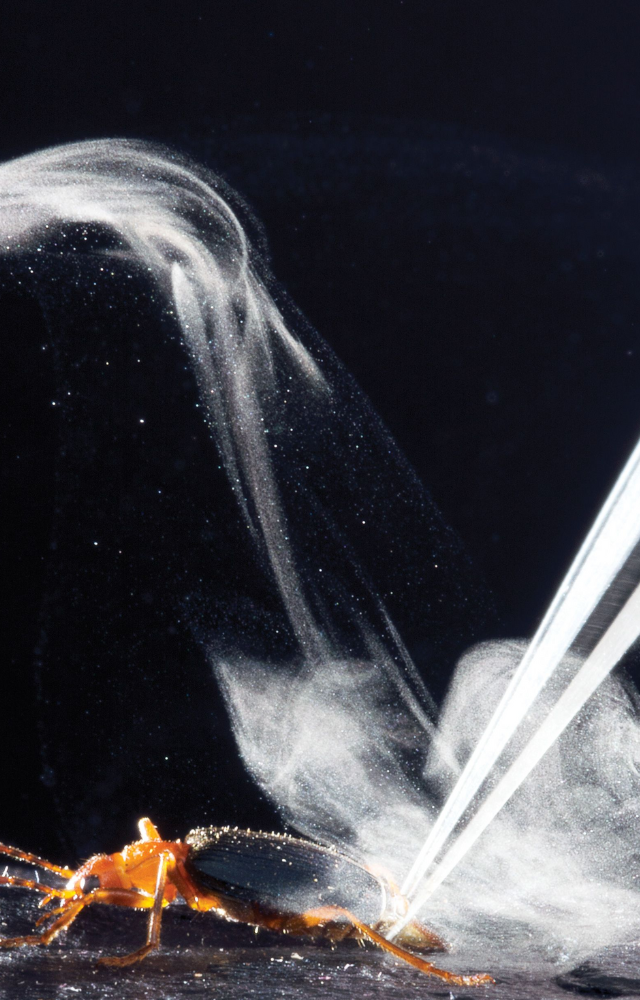 It shoots boiling chemical spray from its abdomen to scare off predators—like having built-in pepper spray.
