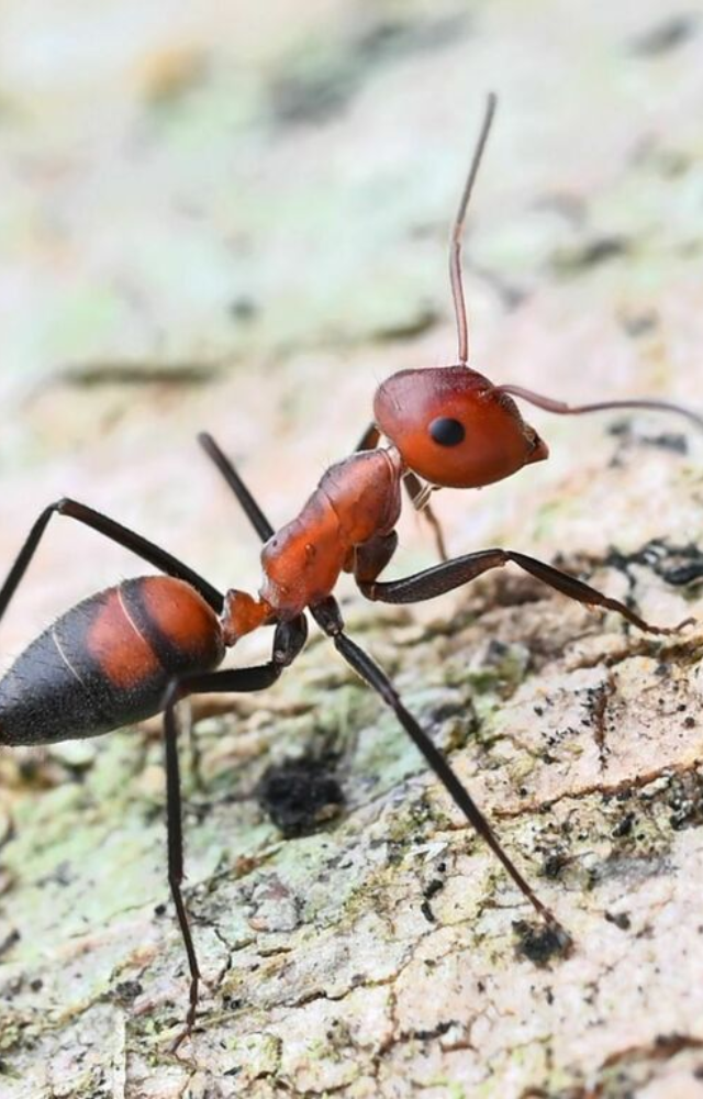 These ants blow themselves up, releasing toxic goo to protect the colony—a literal suicide mission.
