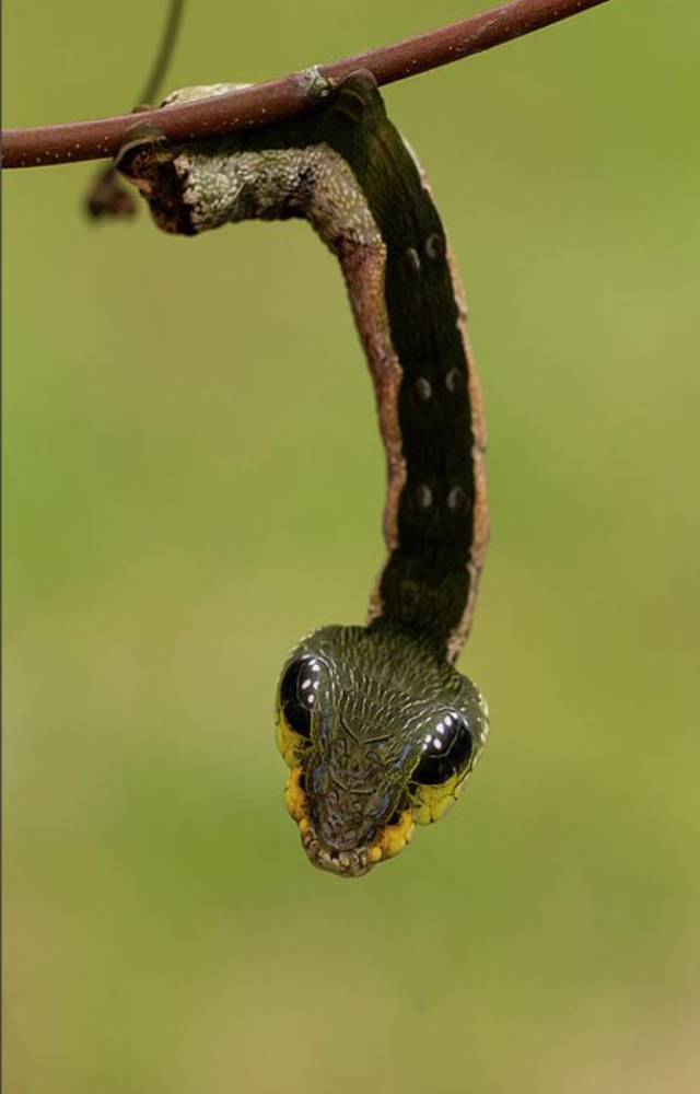 Puffs up its body and mimics a snake’s head to scare predators away with fake venomous vibes.
