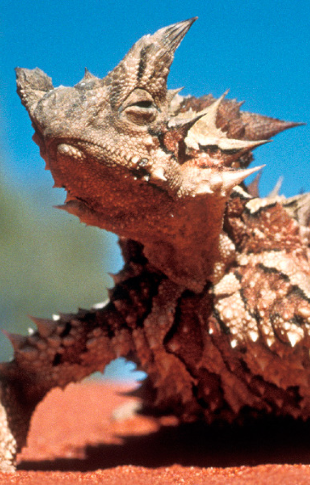 This spiky reptile absorbs water through its skin, making it a master of desert survival.