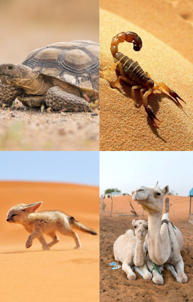 Desert Survivors: Toughest Creatures