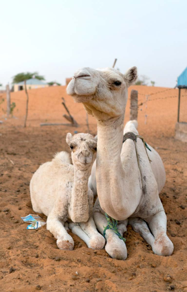 The “ship of the desert,” camels store fat in their humps to survive harsh conditions. They can go days without water.