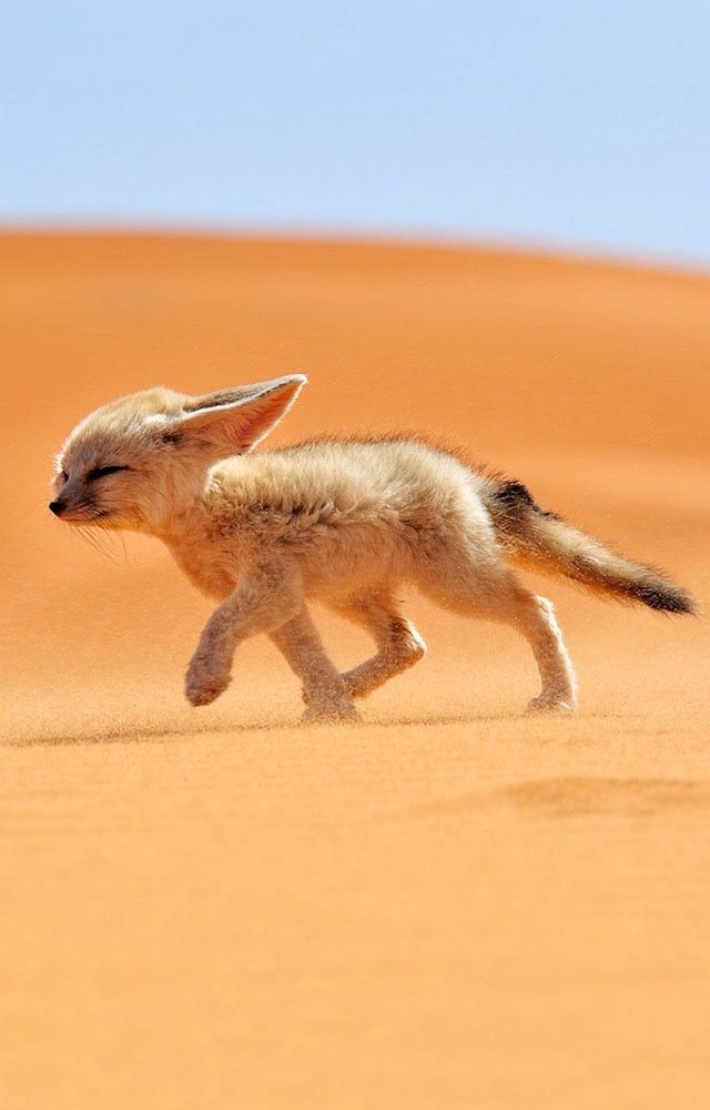This tiny fox with large ears dissipates heat efficiently, helping it thrive in the extreme desert climate.