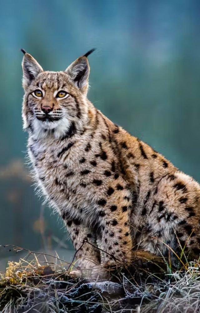 This shy, spotted predator roams dense forests from Poland to Finland—Europe’s hidden wildcat with a piercing gaze.