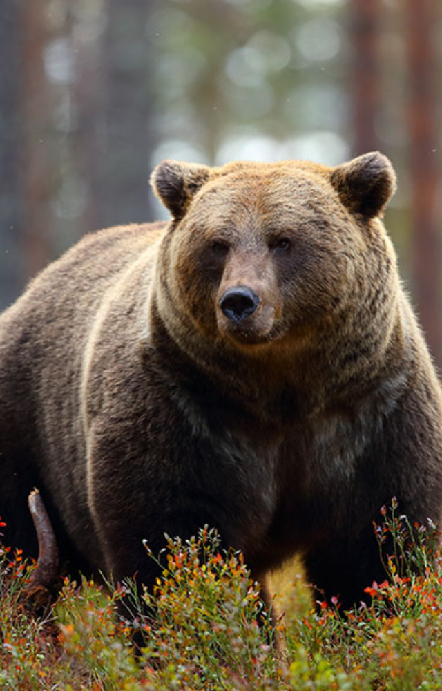 A symbol of wilderness, the European brown bear can be seen in the Carpathians and the Alps—majestic and powerful.