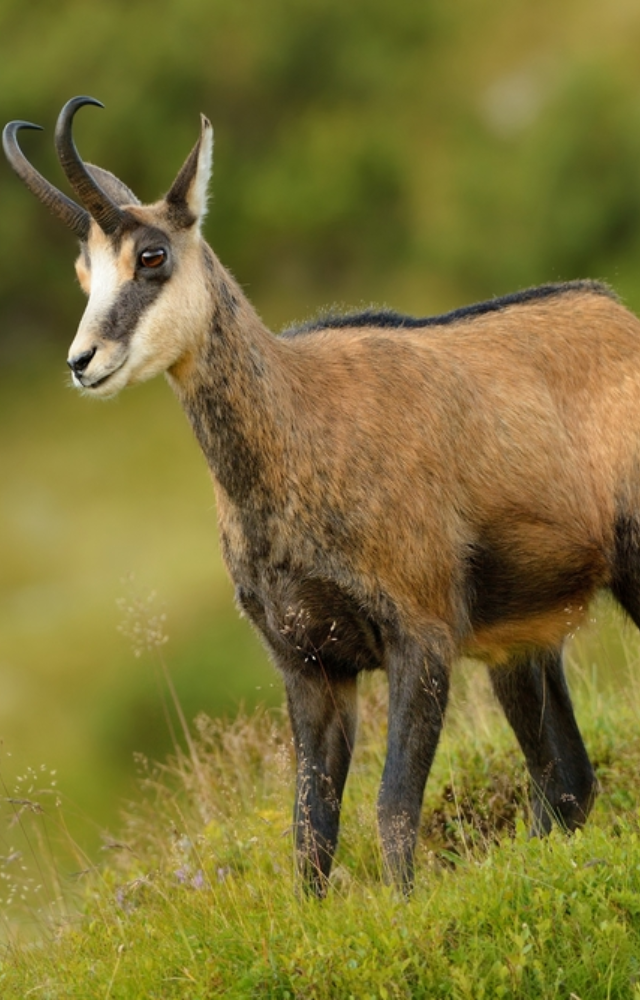 Known for their agility, these goat-antelope creatures leap across cliffs in the Alps, Pyrenees, and Carpathians.