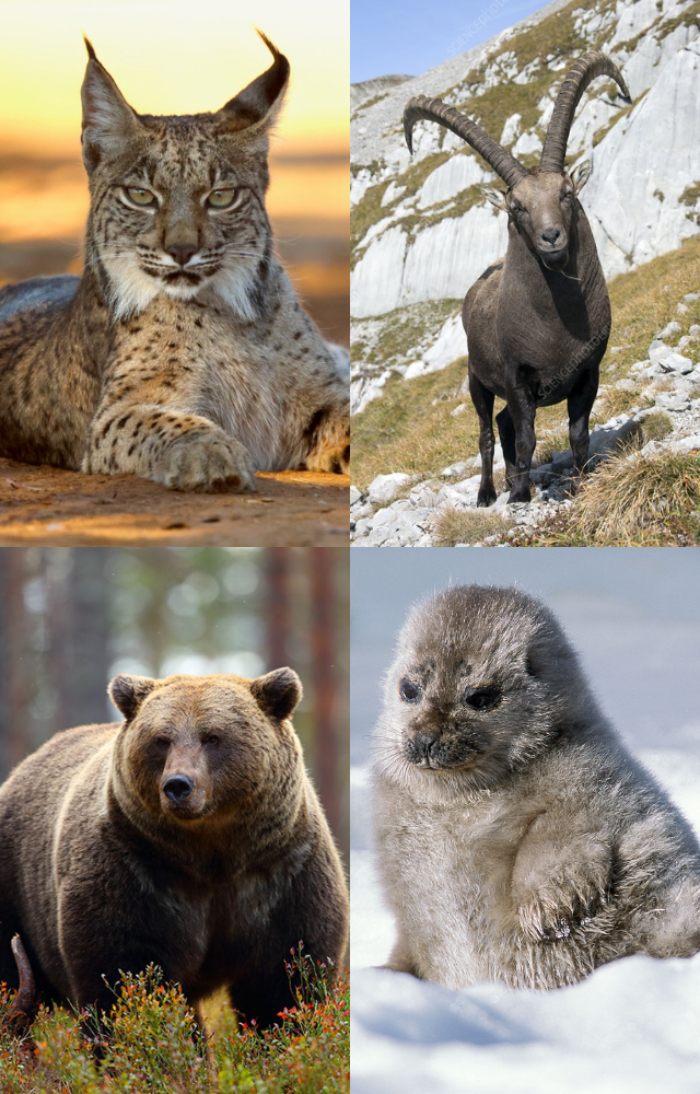 Unique Animals in Schengen Wilds