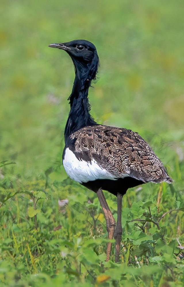 A rare bustard species native to India and Southeast Asia. Fewer than 1,000 remain in the wild.