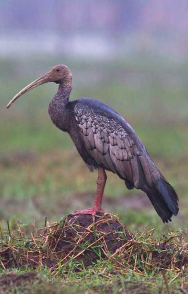 Cambodia’s national bird—massive, majestic, and highly elusive. Threatened by habitat loss and hunting.
