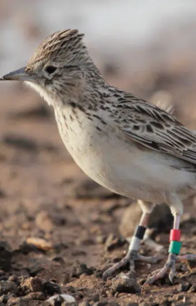 Found only on Razo Island in Cape Verde. One of the world’s rarest birds with a tiny population.
