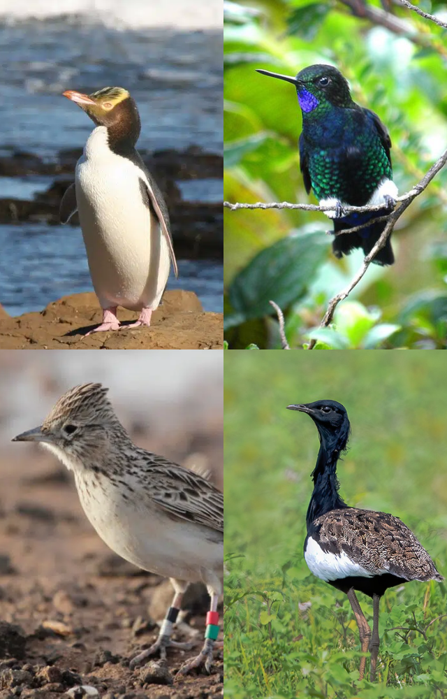 Birds on the Brink of Extinction