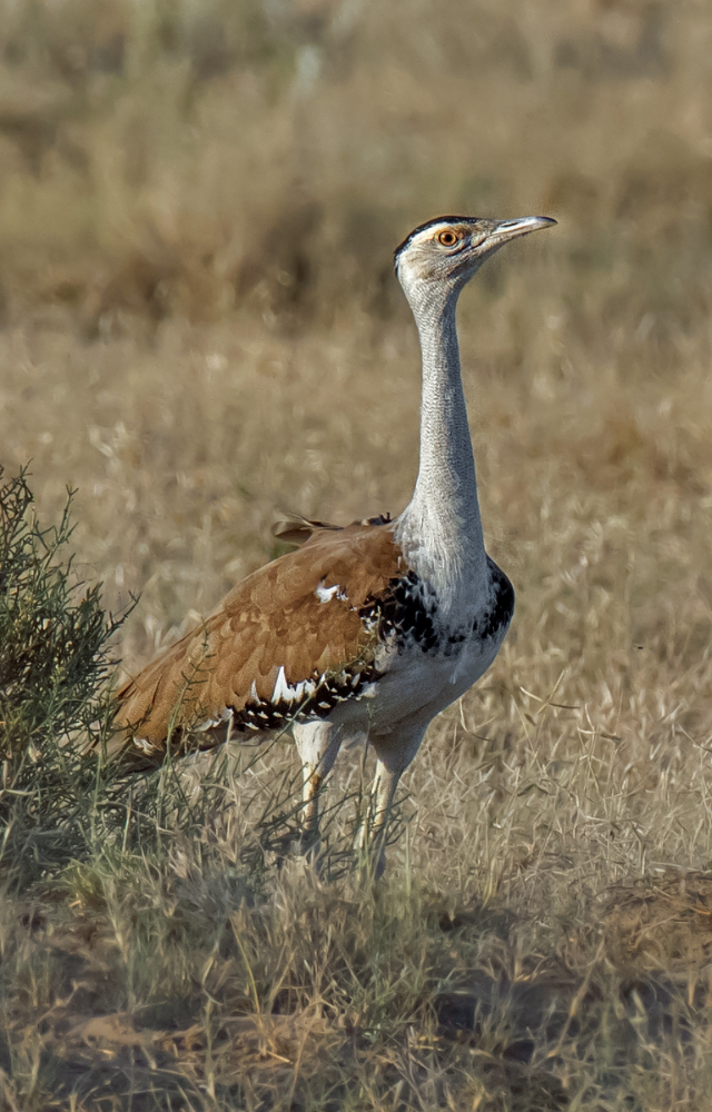 State bird of Rajasthan—critically endangered and struggling to survive. One of the heaviest flying birds on Earth.

