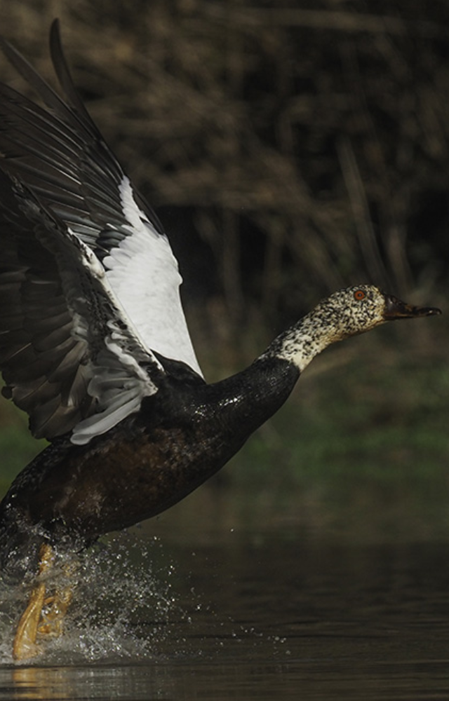 State bird of Assam—an elusive bird often found in swampy forests. One of the rarest duck species in the world.