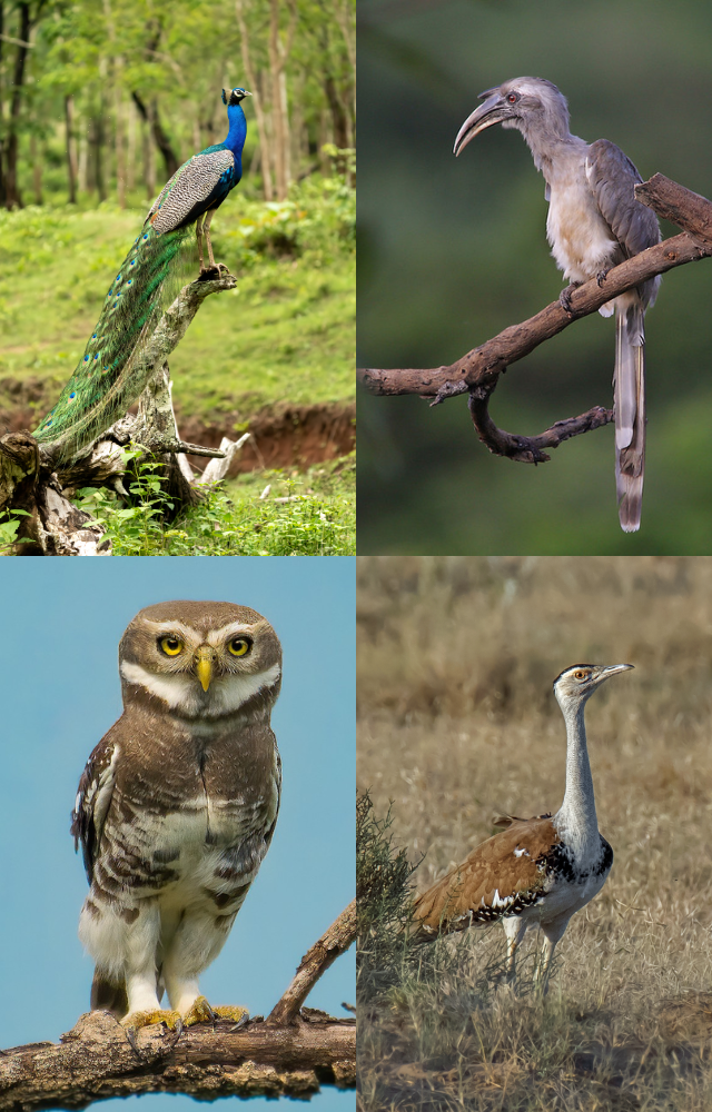 Endangered State Birds of India