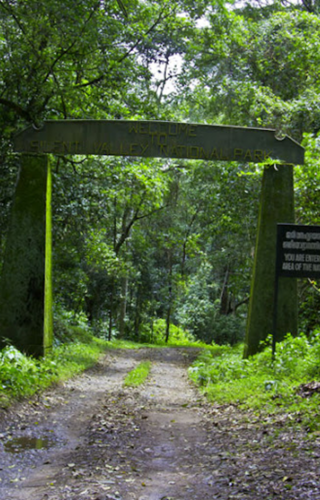 A pristine rainforest in Kerala, untouched and teeming with rare species and serenity.