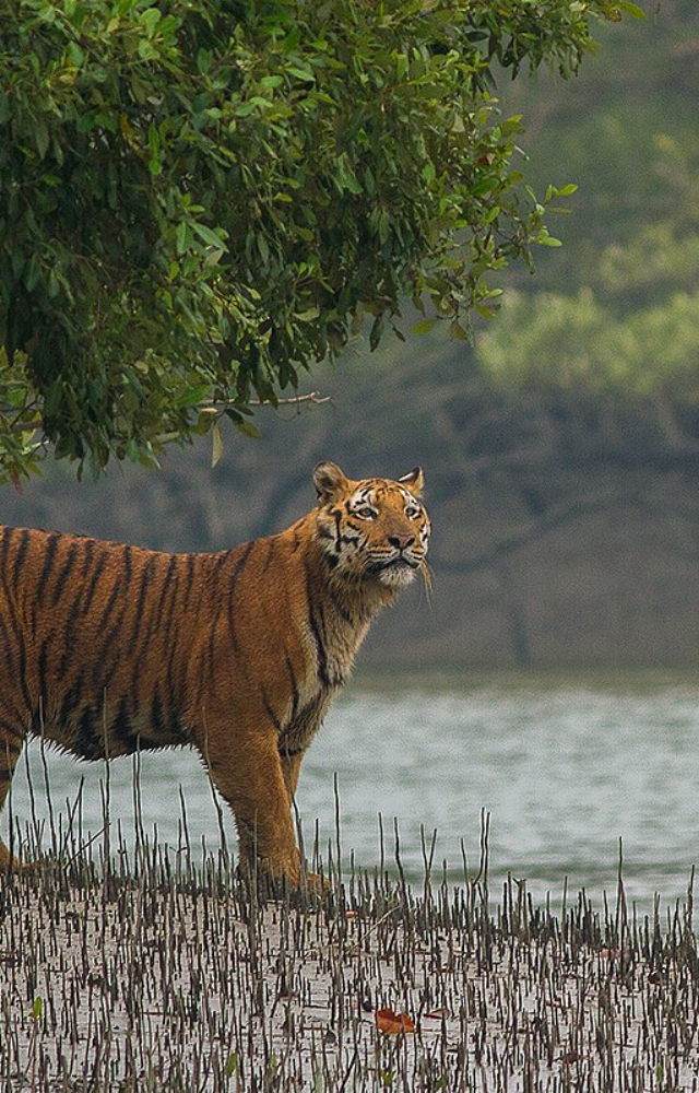 Cruise through mangroves in Bengal, home to the elusive Royal Bengal tiger and rich biodiversity.
