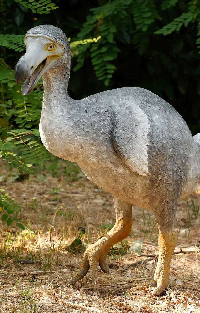 Once native to Mauritius, the dodo symbolizes extinction—flightless, curious, and gone too soon.