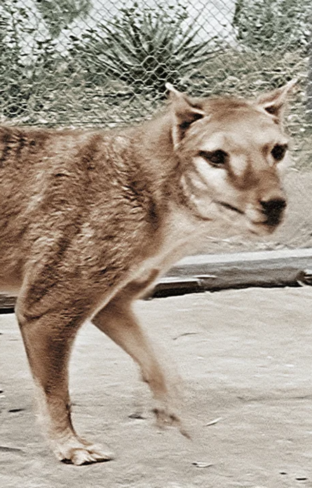 Also known as the thylacine, this striped marsupial predator was last seen in the 1930s.