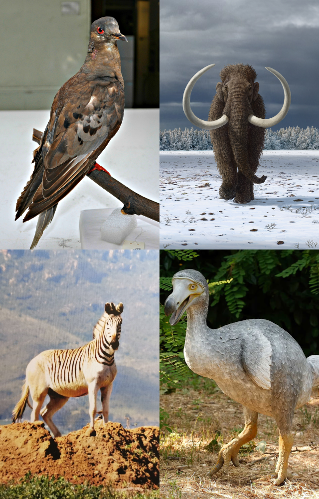 Extinct Animals We Miss Deeply