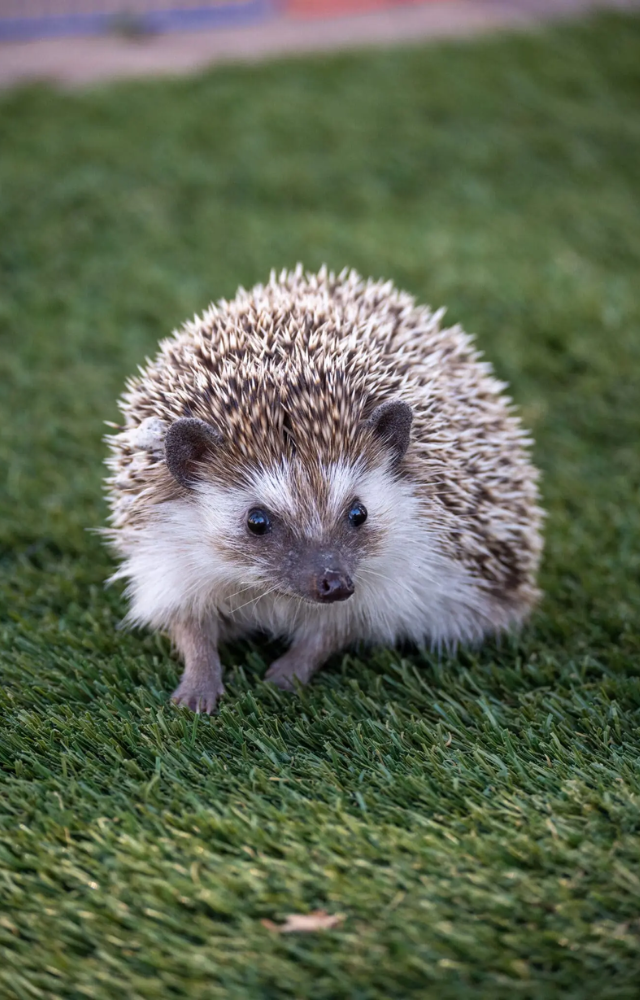 With their insect-rich diet, hedgehogs help control pest populations across farmlands and scrub forests.
