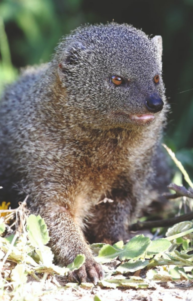 A fearless predator that keeps venomous snake populations in check and protects both forests and villages.