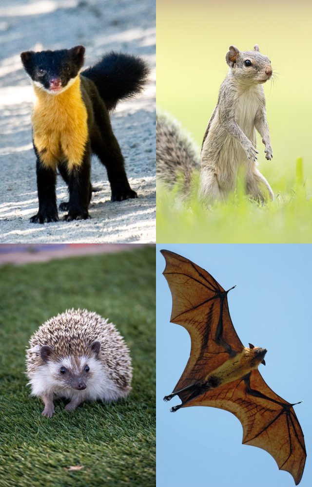 India’s Unsung Small Mammal Heroes