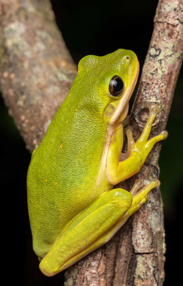 Its skin mirrors the foliage around it, helping it avoid predators. A quiet master of leafy disguise.
