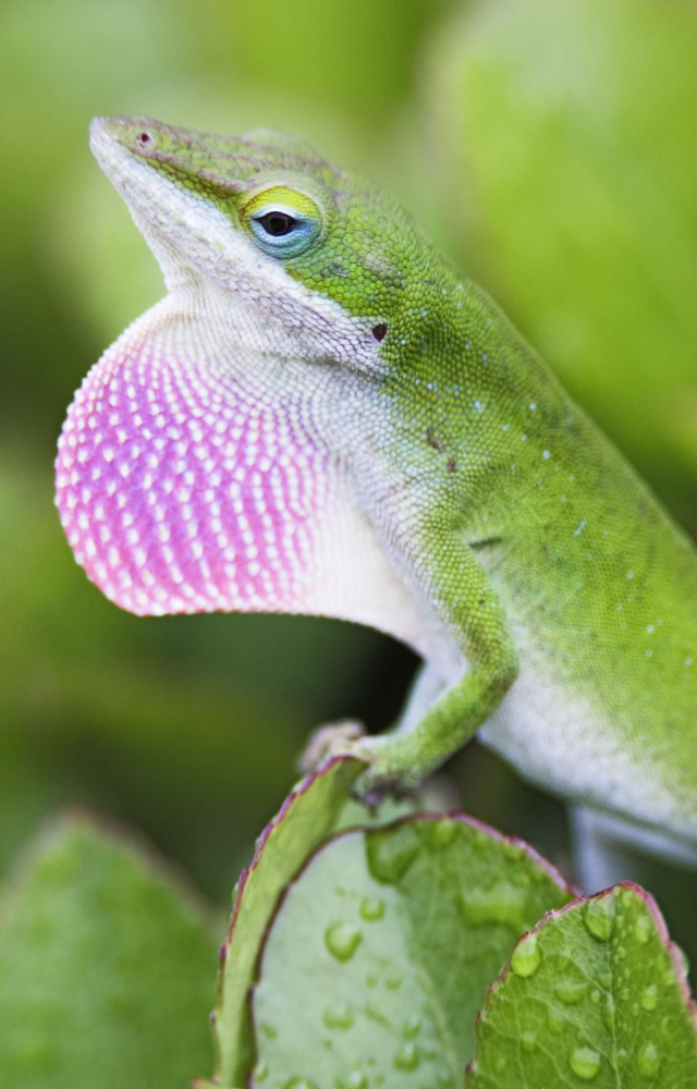 This tiny reptile can shift shades from green to brown. A living chameleon of the backyard.