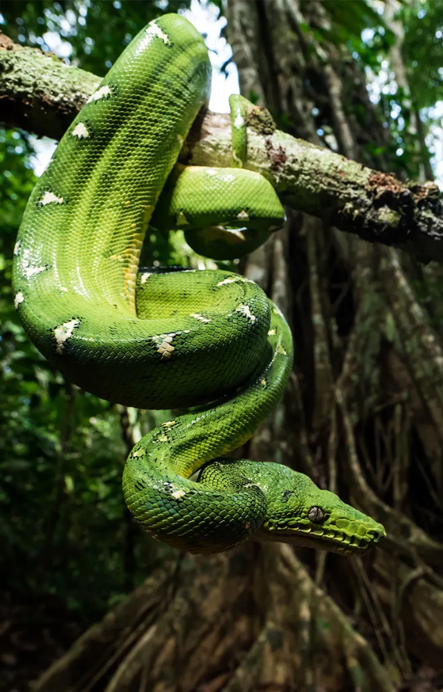 Its bright green scales help it hide in the Amazon canopy. Stunning, stealthy, and strong.