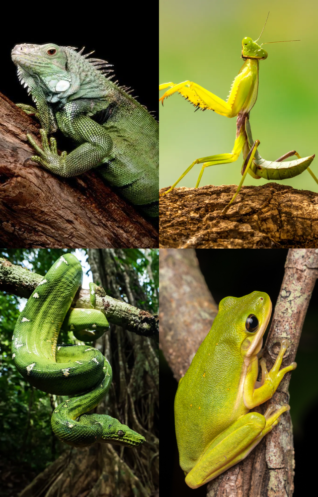 Green Creatures That Blend In