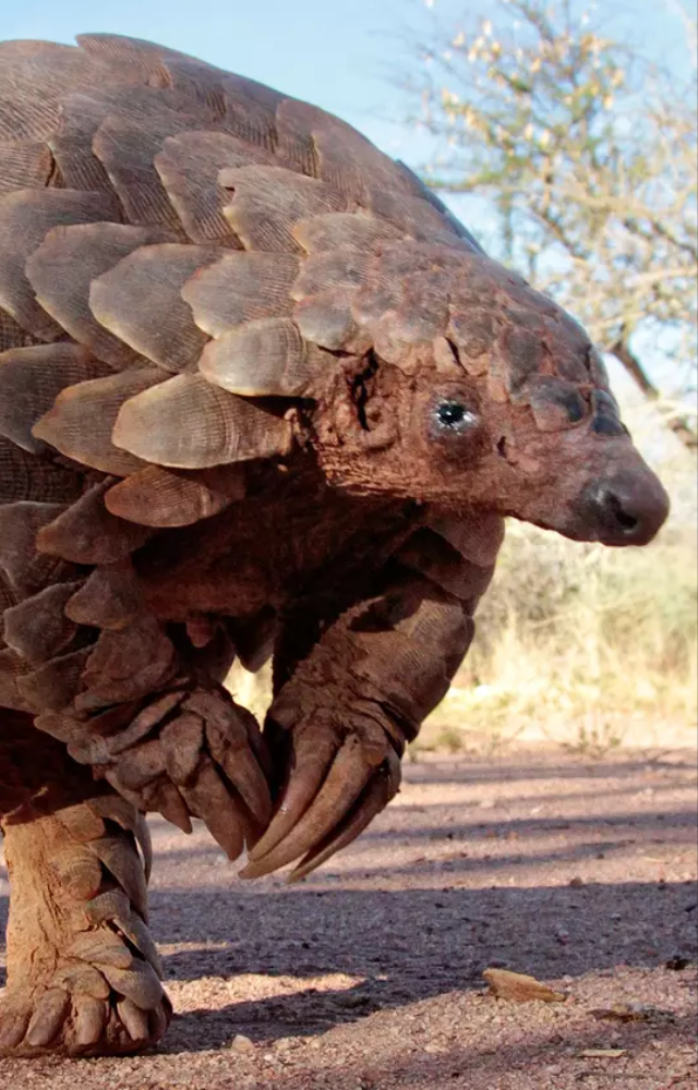 With no teeth, pangolins use their super-long, sticky tongues to slurp up ants and termites. Nature’s stealthy bug hunters!
