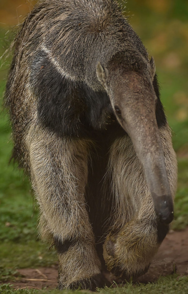Anteaters flick their tongues up to 160 times a minute to scoop up thousands of insects. Fast and furious feeders!