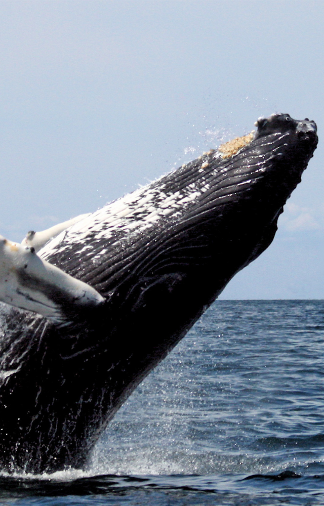 Instead of teeth, these giants use baleen plates to filter tons of krill and small fish from the ocean. Whale-sized filter masters.