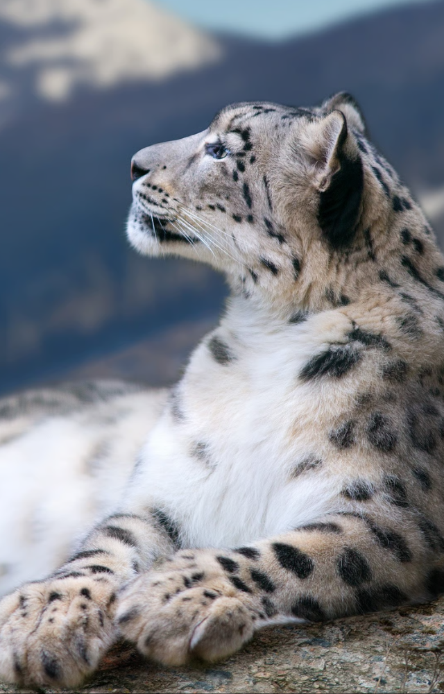 Elusive and majestic, this endangered big cat is the park’s most iconic predator.