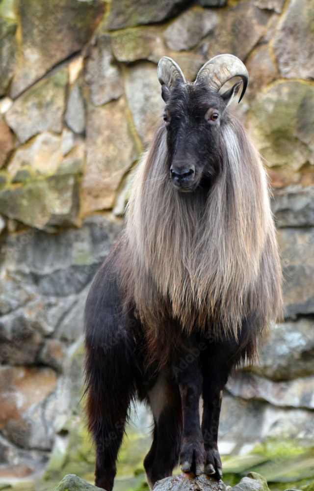 A wild goat with a thick, reddish-brown coat—often seen climbing steep mountain slopes.