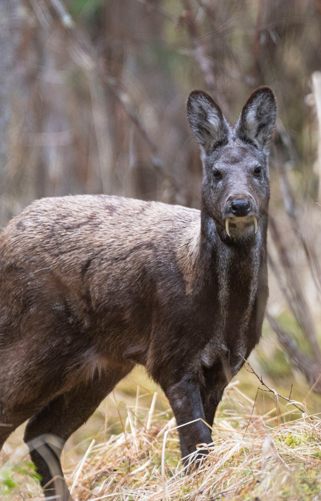 Shy and solitary, this deer is known for its scent glands and fang-like teeth.