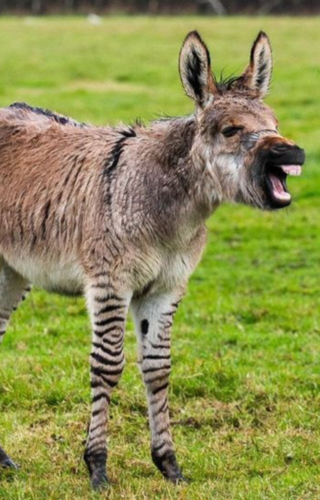 With a zebra’s stripes and a donkey’s frame, zonkeys are rare and undeniably charming. They inherit wild looks and quirky personalities.
